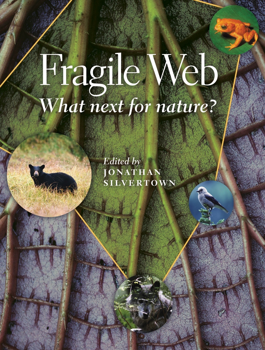 Fragile Web