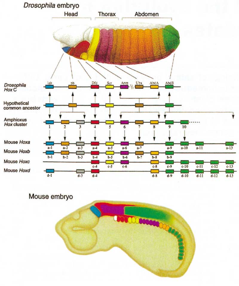 Hox gene organization and expression