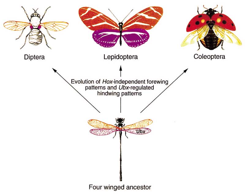 Hox genes and the morphological divergence of homologous structures.