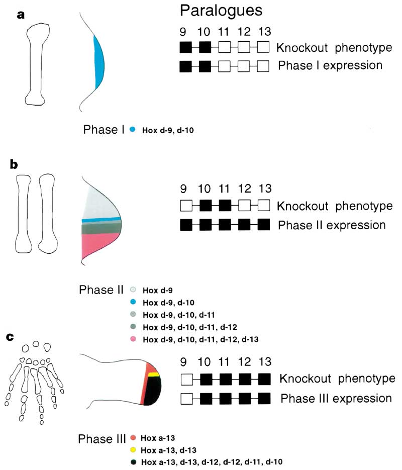 Stylopod, zeugopod and autopod: patterning the limb.