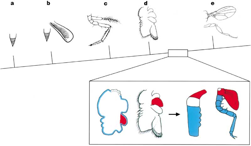 The evolution of the arthropod limb and the origin of the insect wing.