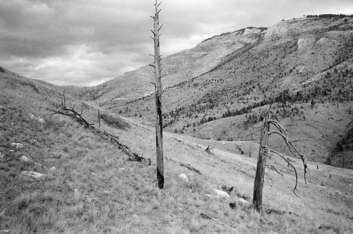 AT_Mann_Gulch_tree - click to open lightbox