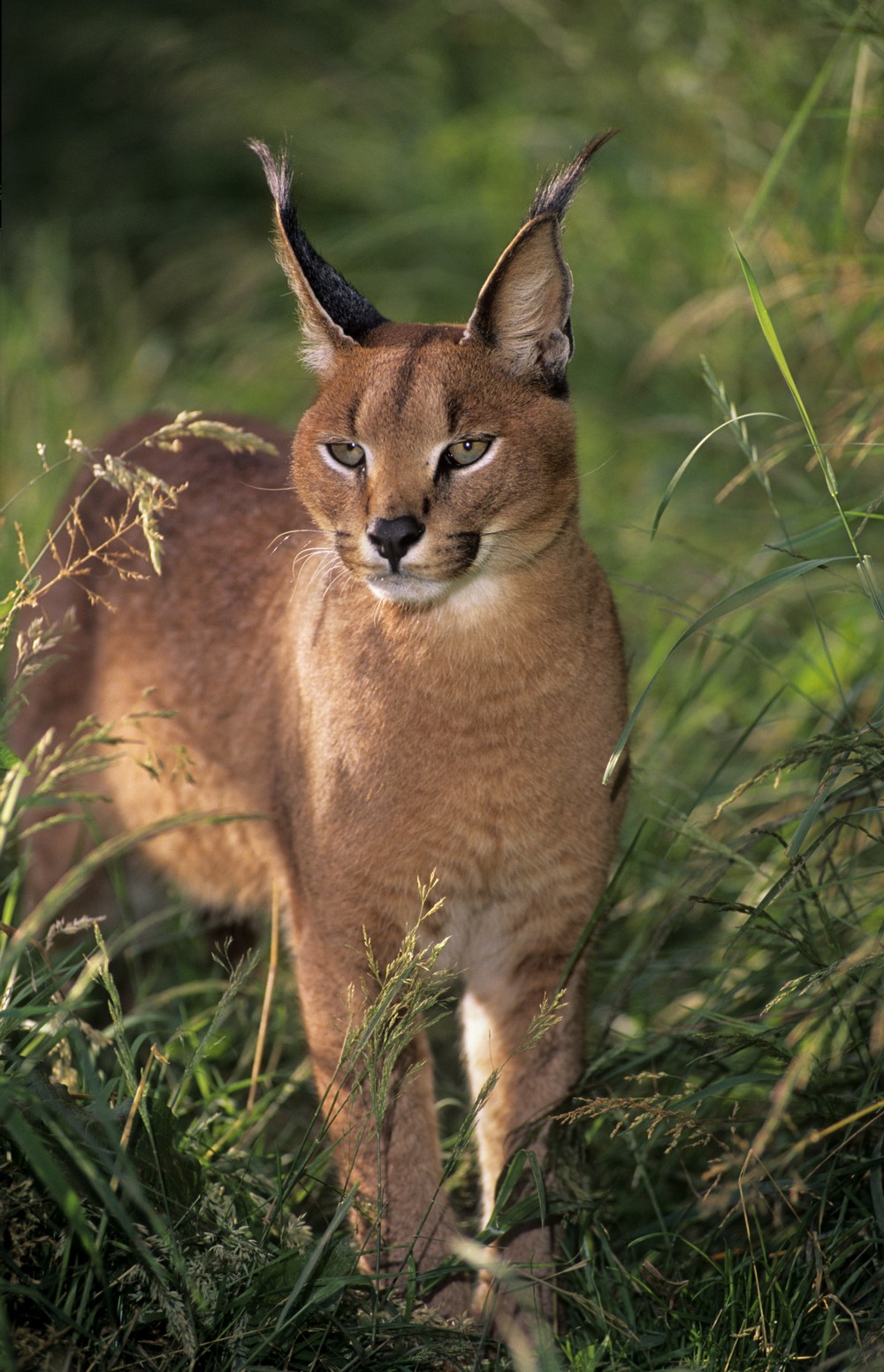 The caracal resembles the lynx